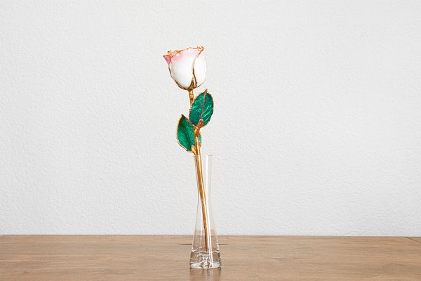 Cream Picasso Rose with 24k Gold Trim